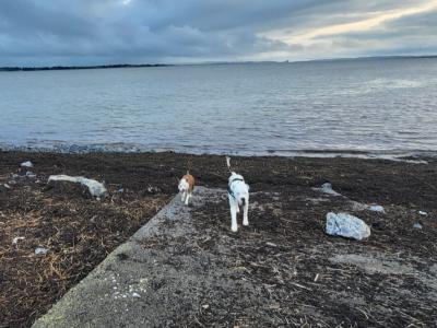 Diego is an IKC Registered male Dogo Argentino puppy 12 months old in Clare