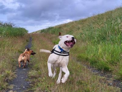 Diego is an IKC Registered male Dogo Argentino puppy 12 months old in Clare