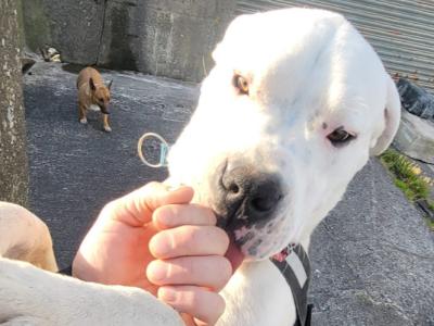 Diego is an IKC Registered male Dogo Argentino puppy 12 months old in Clare
