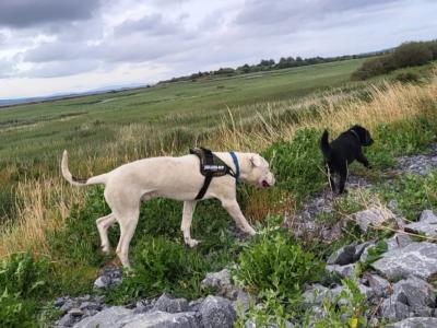 Diego is an IKC Registered male Dogo Argentino puppy 12 months old in Clare