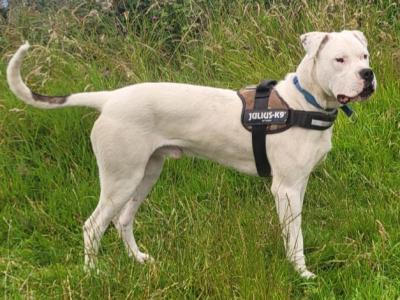 Diego is an IKC Registered male Dogo Argentino puppy 12 months old in Clare
