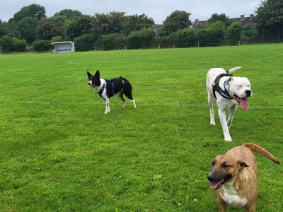Diego is an IKC Registered male Dogo Argentino puppy 12 months old in Clare