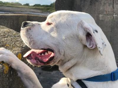 Diego is an IKC Registered male Dogo Argentino puppy 12 months old in Clare