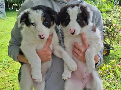 Border Collies puppies in Meath