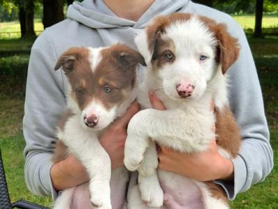 Border Collies puppies in Meath