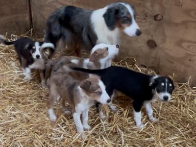 Border Collie puppies in Tipperary