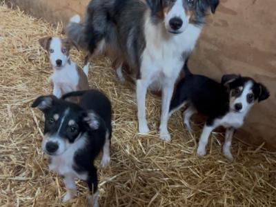 Border Collie puppies in Tipperary