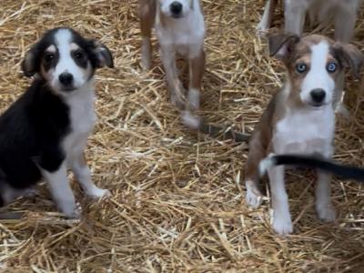 Border Collie puppies in Tipperary