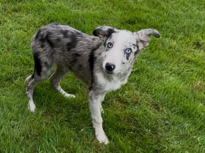 Border Collie puppies in Tipperary