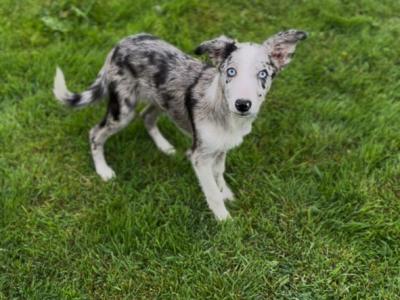 Border Collie puppies in Tipperary