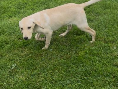 Gorgeous Labrador puppies for sale in Tipperary