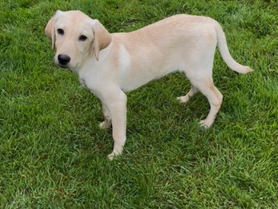 Gorgeous Labrador puppies for sale in Tipperary