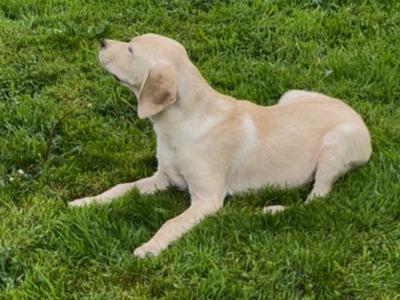 Gorgeous Labrador puppies for sale in Tipperary