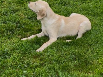 Gorgeous Labrador puppies for sale in Tipperary