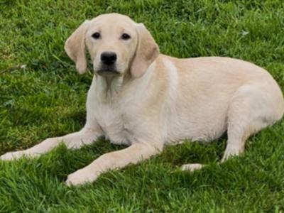 Gorgeous Labrador puppies for sale in Tipperary