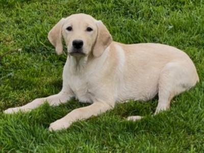 Gorgeous Labrador puppies for sale in Tipperary