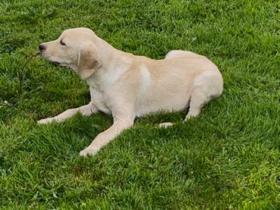 Gorgeous Labrador pups for sale