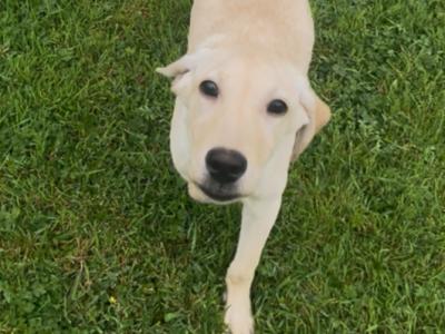 Purebred Labrador puppies for sale in Tipperary