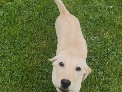 Gorgeous Labrador puppies for sale in Tipperary