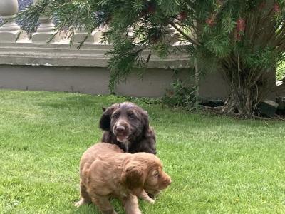 Cocker Spaniel puppies in Kerry