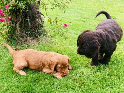Cocker spaniels in Kerry