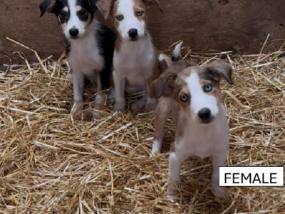 Border Collie puppies in Tipperary