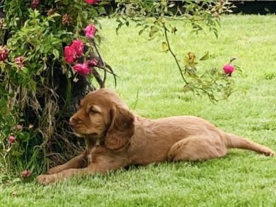 Cocker Spaniel puppies in Kerry