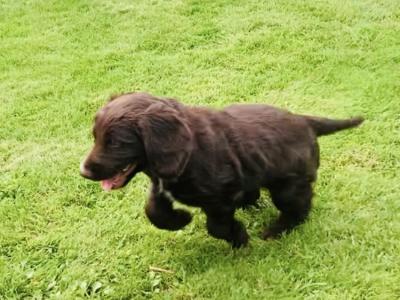 Cocker Spaniel puppies in Kerry