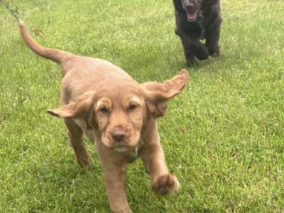 Cocker Spaniel puppies in Kerry