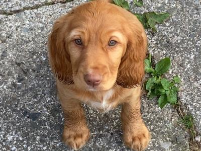 Cocker Spaniel puppies in Kerry