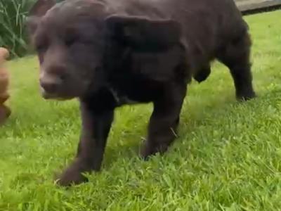 Cocker Spaniel puppies in Kerry