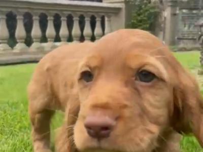 Cocker Spaniel puppies in Kerry