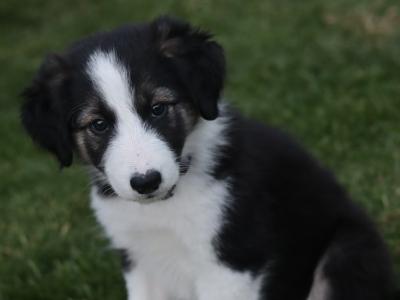 Beautiful Border Collie puppies in Dublin