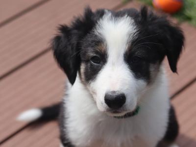 Beautiful Border Collie puppies in Dublin