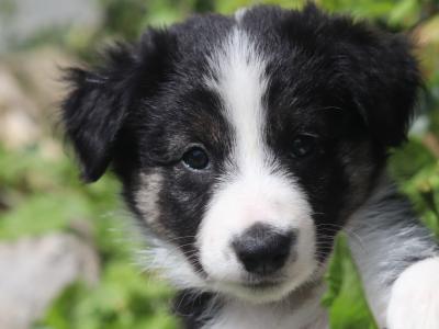 Beautiful Border Collie puppies in Dublin
