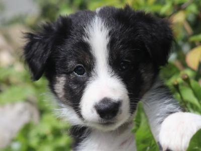 Beautiful Border Collie puppies (only 2 girls left)