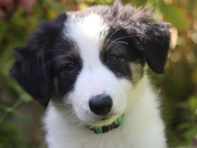 Beautiful Border Collie puppies in Dublin