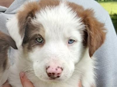 Border Collies puppies in Meath