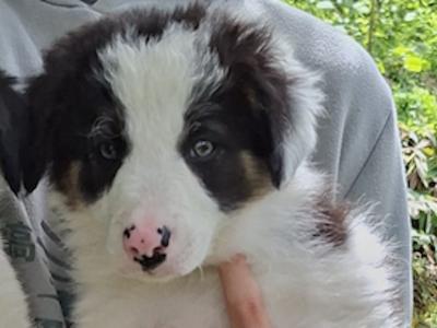 Border Collies puppies in Meath