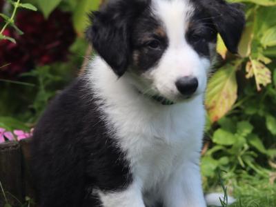 Beautiful Border Collie puppies in Dublin
