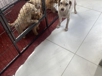 Toy Poodle puppies in Cavan