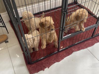 Toy Poodle puppies in Cavan