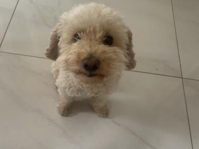 Toy Poodle puppies in Cavan