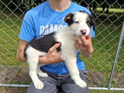 Border Collies puppies in Meath