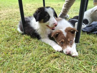 Border Collies puppies in Meath
