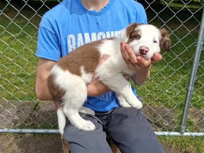 Border Collies puppies in Meath