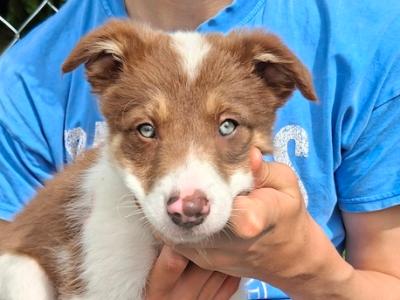 Border Collies puppies in Meath
