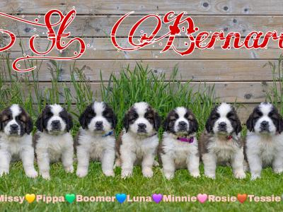LAST ONE IKC Registered Long Hair St. Bernard