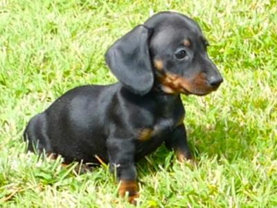 Last Pra Cord 1 Clear female IKC RegisteredMiniature Smooth Dachshund puppy
