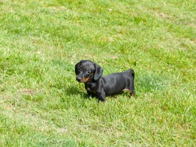 IKC Registered, Pra Cord 1 Clear, Miniature Smooth Dachshund female pup.